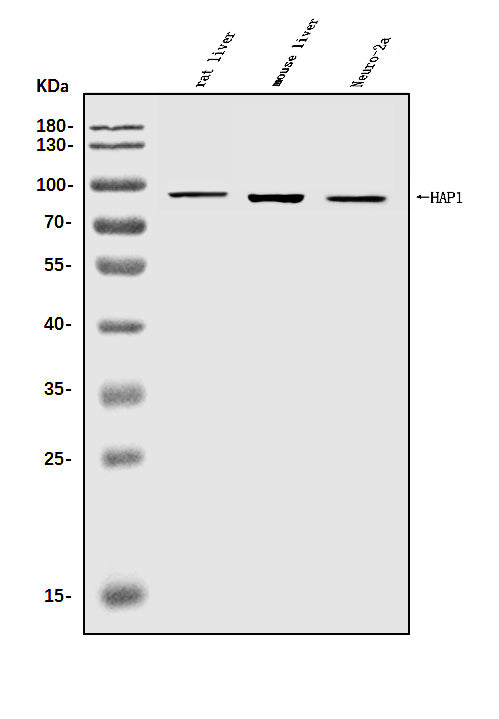 Anti-HAP1 Antibody Picoband® Boster Bio