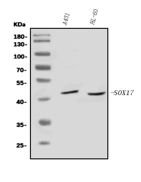 Anti-SOX17 Antibody Picoband® Boster Bio