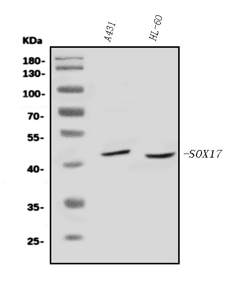 Anti-SOX17 Antibody Picoband® Boster Bio