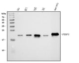 Anti-PBP/PEBP1 Antibody Picoband® Boster Bio