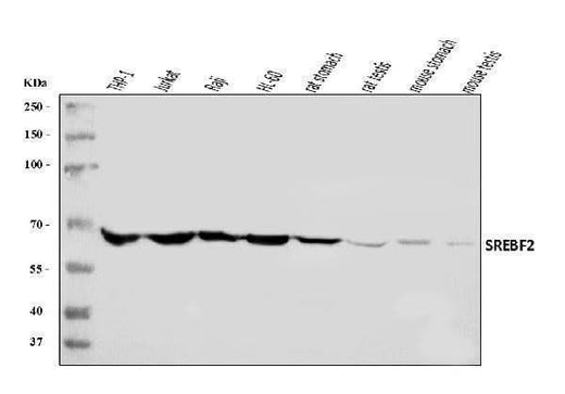 Anti-SREBP2/SREBF2 Antibody Picoband® Boster Bio