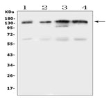 Anti-EPS15 Antibody Picoband® Boster Bio