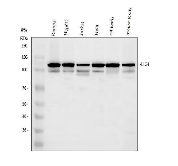 Anti-DNA Ligase IV/LIG4 Antibody Picoband® Boster Bio