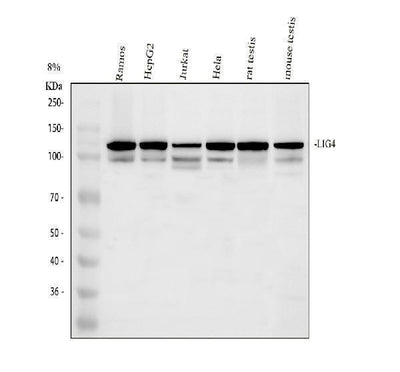 Anti-DNA Ligase IV/LIG4 Antibody Picoband® Boster Bio