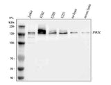 Anti-PRX Antibody Picoband® Boster Bio