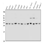 Anti-YWHAE Antibody Picoband® Boster Bio