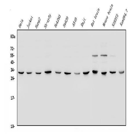 Anti-YWHAE Antibody Picoband® Boster Bio