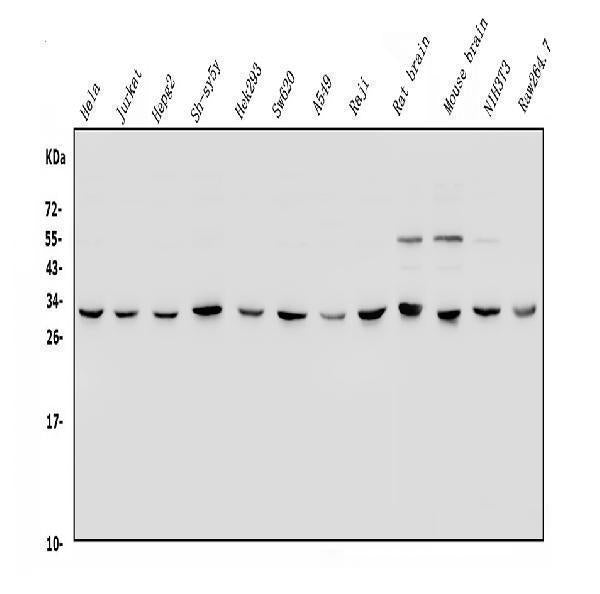 Anti-YWHAE Antibody Picoband® Boster Bio
