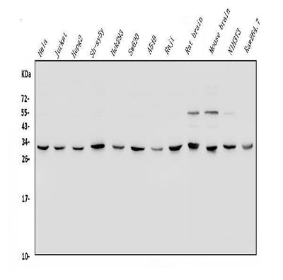 Anti-YWHAE Antibody Picoband® Boster Bio