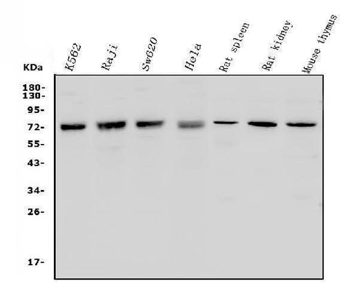 Anti-MCPIP1/ZC3H12A Antibody Picoband® Boster Bio