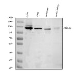 Anti-Integrin alpha 6/ITGA6 Antibody Picoband® Boster Bio