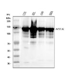 Anti-Myosin light chain kinase/MYLK Antibody Picoband® Boster Bio