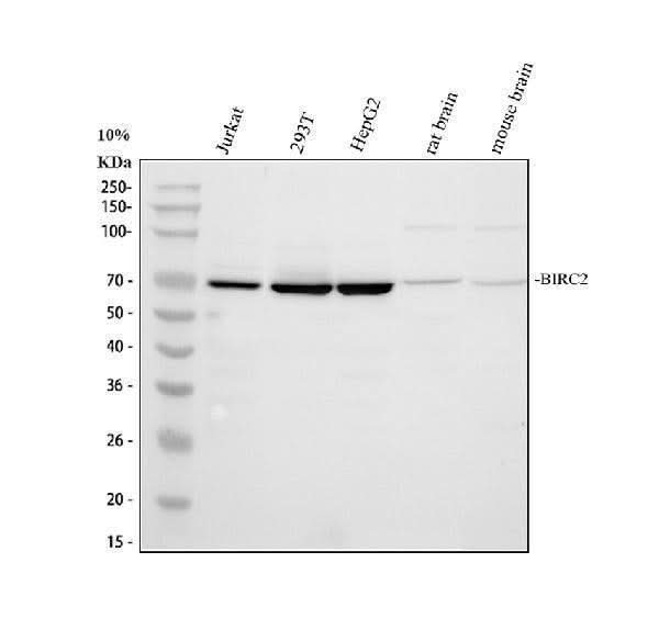 Anti-cIAP1/BIRC2 Antibody Picoband® Boster Bio