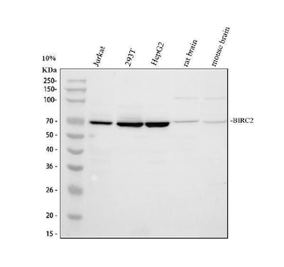 Anti-cIAP1/BIRC2 Antibody Picoband® Boster Bio