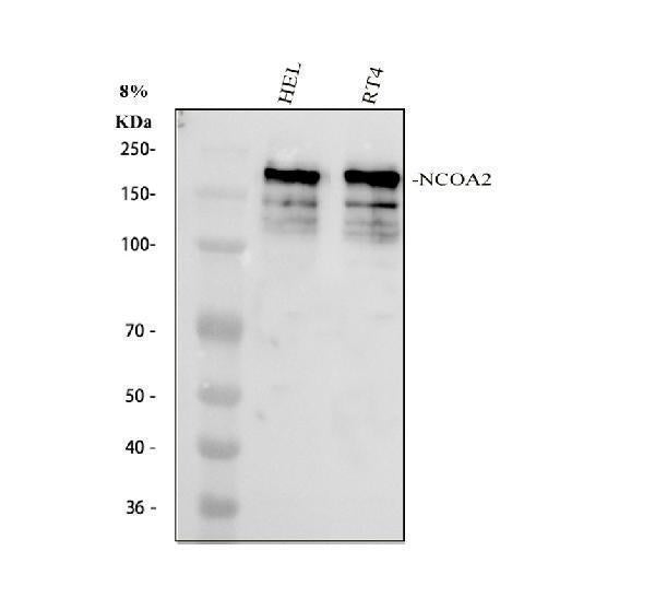 Anti-NCOA2 Antibody Picoband® Boster Bio