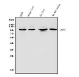 Anti-MTTP Antibody Picoband® Boster Bio