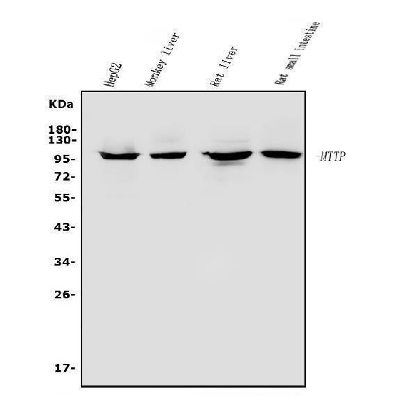 Anti-MTTP Antibody Picoband® Boster Bio