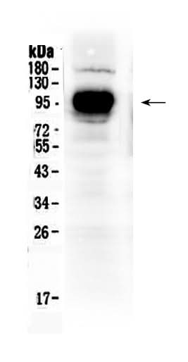 Anti-IFNGR1 Antibody Picoband® Boster Bio