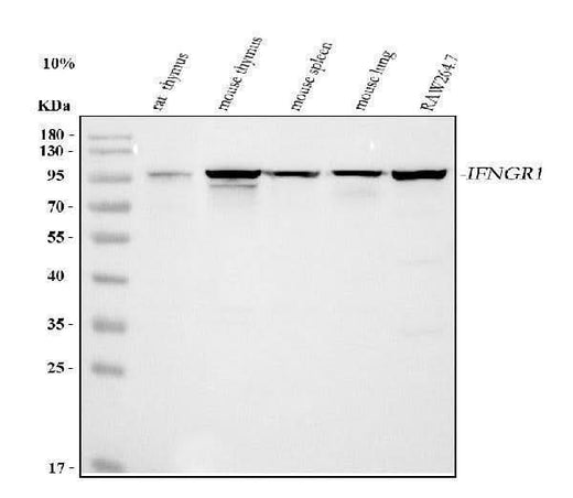Anti-Ifngr1 Antibody Picoband® Boster Bio
