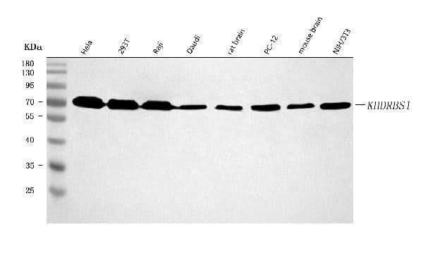 Anti-Sam68/KHDRBS1 Antibody Picoband® Boster Bio