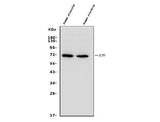 Anti-Placental alkaline phosphatase (PLAP)/ALPP Antibody Picoband® Boster Bio