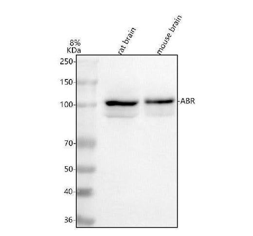 Anti-ABR Antibody Picoband® Boster Bio