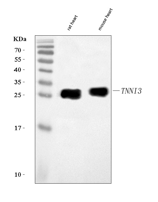 Anti-Cardiac Troponin I/TNNI3 Antibody Picoband® Boster Bio