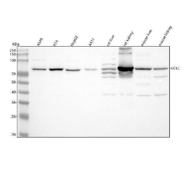 Anti-GCLC Antibody Picoband® Boster Bio