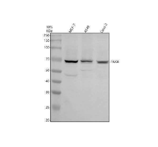 Anti-PAK4 Antibody Picoband® Boster Bio