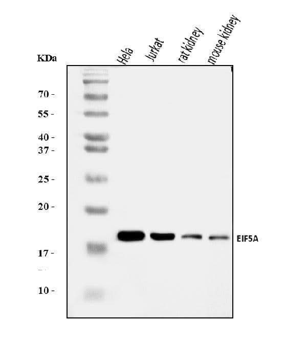 Anti-EIF5A Antibody Picoband® Boster Bio