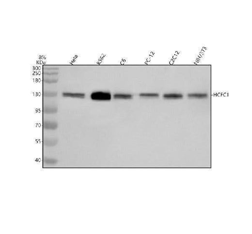 Anti-HCFC1 Antibody Picoband® Boster Bio