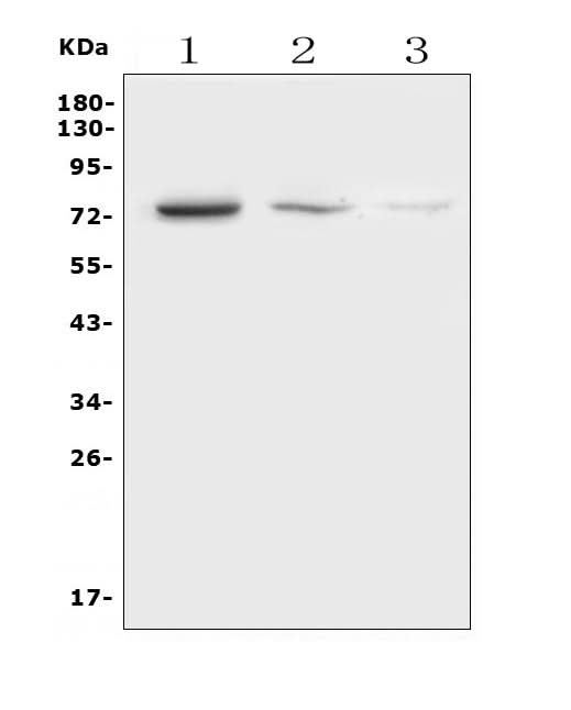 Anti-HEC1/HEC/NDC80 Antibody Picoband® Boster Bio