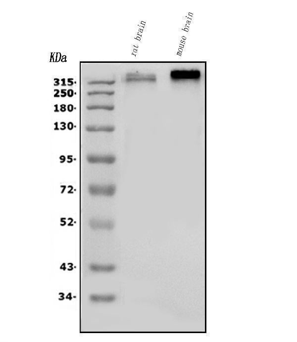Anti-Scn2a Antibody Picoband® Boster Bio