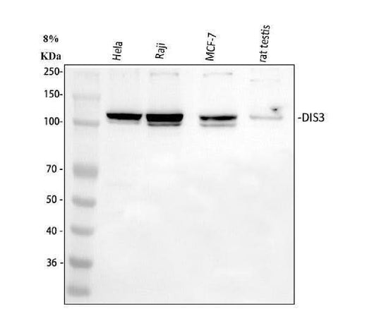 Anti-DIS3 Antibody Picoband® Boster Bio