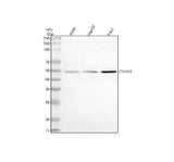 Anti-CYP4F2 Antibody Picoband® Boster Bio