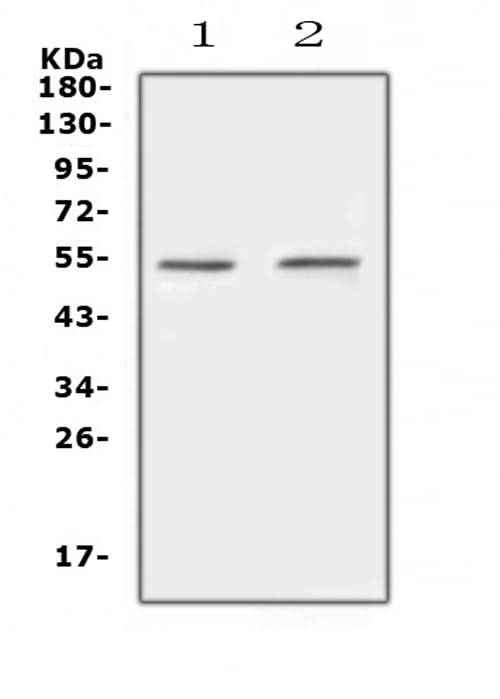 Anti-Protein C/PROC Antibody Picoband® Boster Bio