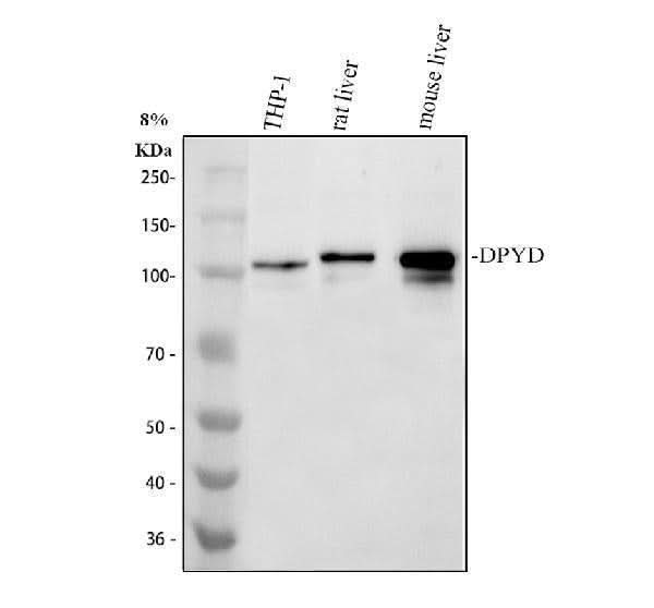 Anti-DPYD Antibody Picoband® Boster Bio