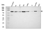 Anti-Ezrin/EZR Antibody Picoband® Boster Bio