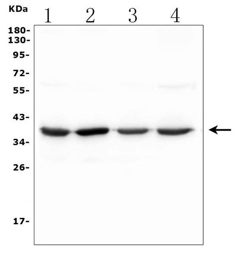 Anti-SFRP2 Antibody Picoband® Boster Bio