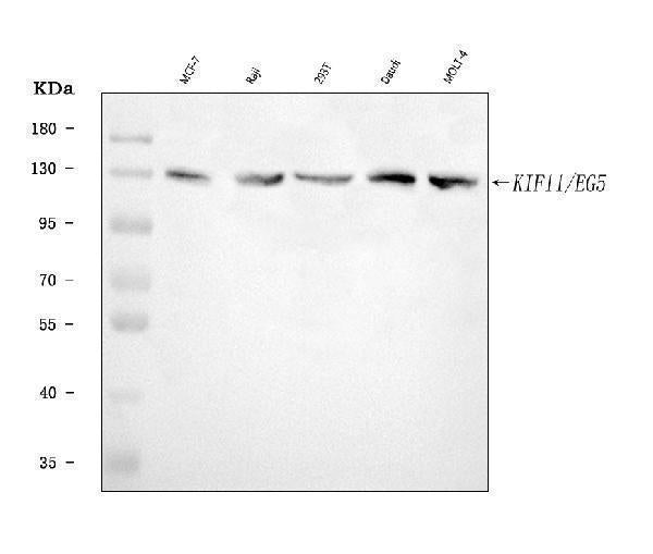 Anti-Eg5/KIF11 Antibody Picoband® Boster Bio