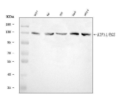 Anti-Eg5/KIF11 Antibody Picoband® Boster Bio