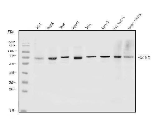 Anti-METTL3 Antibody Picoband® Boster Bio