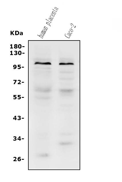 Anti-PROM1 Antibody Picoband® Boster Bio