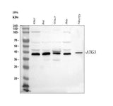 Anti-Apg3/ATG3 Antibody Picoband® Boster Bio