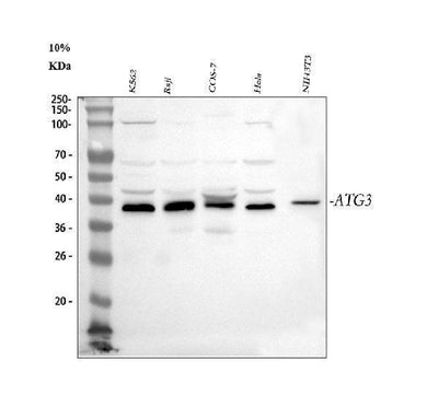 Anti-Apg3/ATG3 Antibody Picoband® Boster Bio