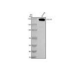 Anti-DOCK8 Antibody Picoband® Boster Bio