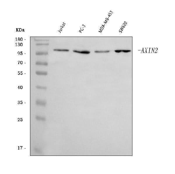 Anti-Axin 2/AXIN2 Antibody Picoband® Boster Bio