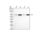Anti-TXNRD1 Antibody Picoband® Boster Bio