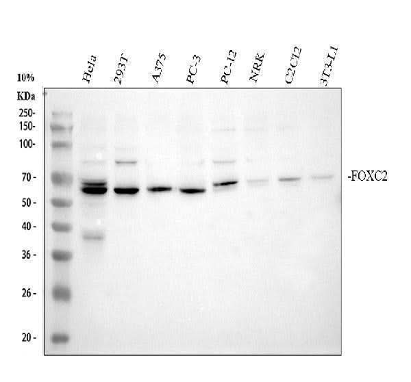 Anti-FOXC2 Antibody Picoband® Boster Bio