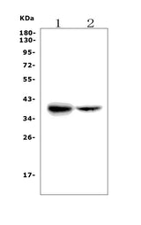 Anti-FDPS/FPS Picoband® Antibody Boster Bio